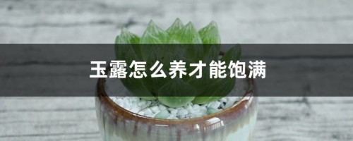 玉露怎么养才能饱满