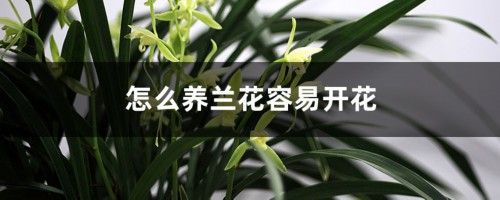 怎么养兰花容易开花